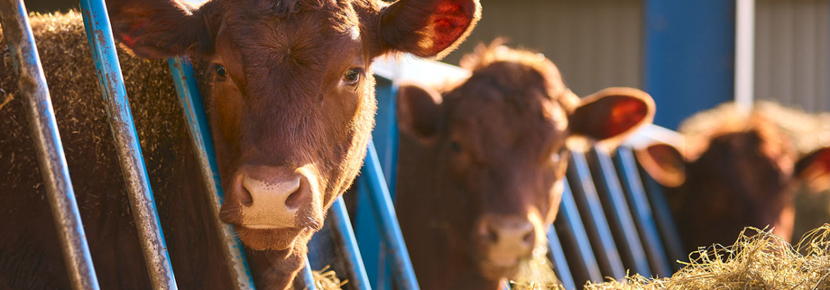 Garcisán, nutrición animal