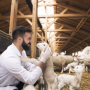 Garcisan, nutrición animal