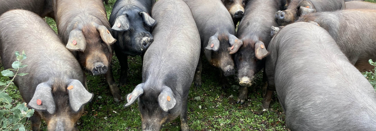 Cerdos en una finca en Salamanca