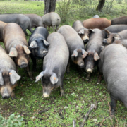 Cerdos en una finca en Salamanca