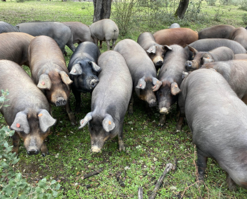 Cerdos en una finca en Salamanca