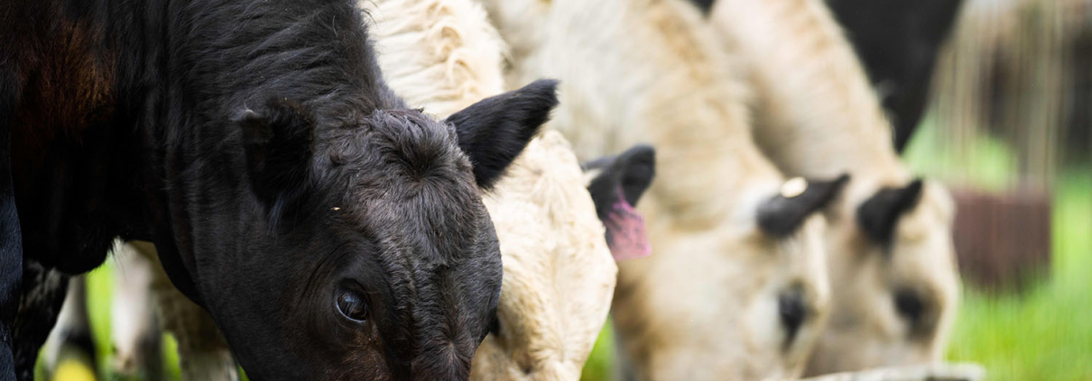 Terneros comiendo en una finca