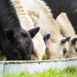 Terneros comiendo en una finca