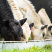 Terneros comiendo en una finca