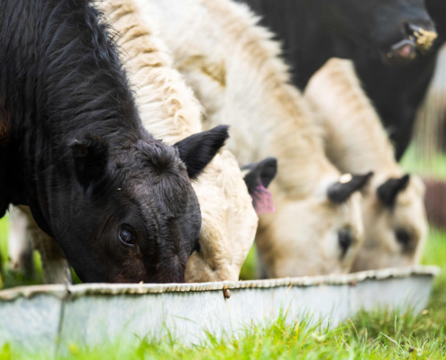 Terneros comiendo en una finca