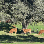Terneros en una finca en Salamanca