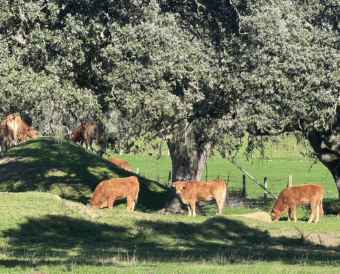 Terneros en una finca en Salamanca