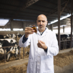 Un veterinario en una granja de vacuno
