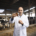 Un veterinario en una granja de vacuno