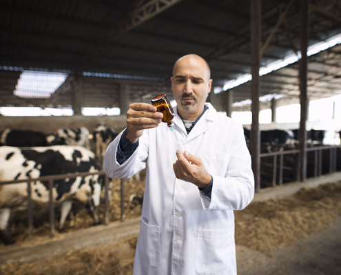 Un veterinario en una granja de vacuno