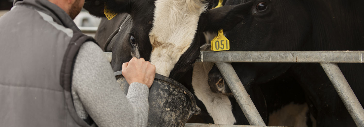 Un ganadero alimenta a sus vacas