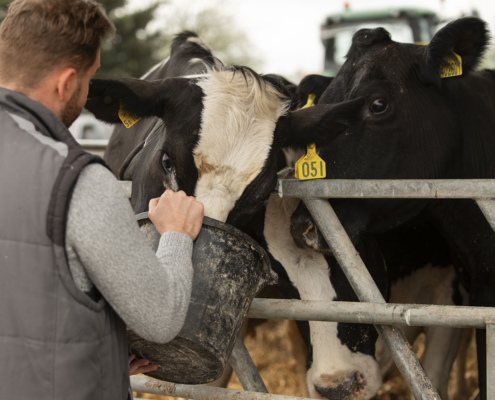 Un ganadero alimenta a sus vacas