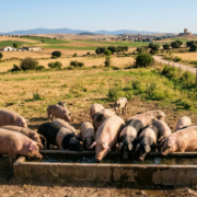 Calidad del agua en ganadería en verano: el factor olvidado que cambia el rendimiento del lote Calidad del agua en ganadería en verano: el factor olvidado que cambia el rendimiento del lote