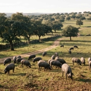 Cómo preparar la próxima montanera desde verano